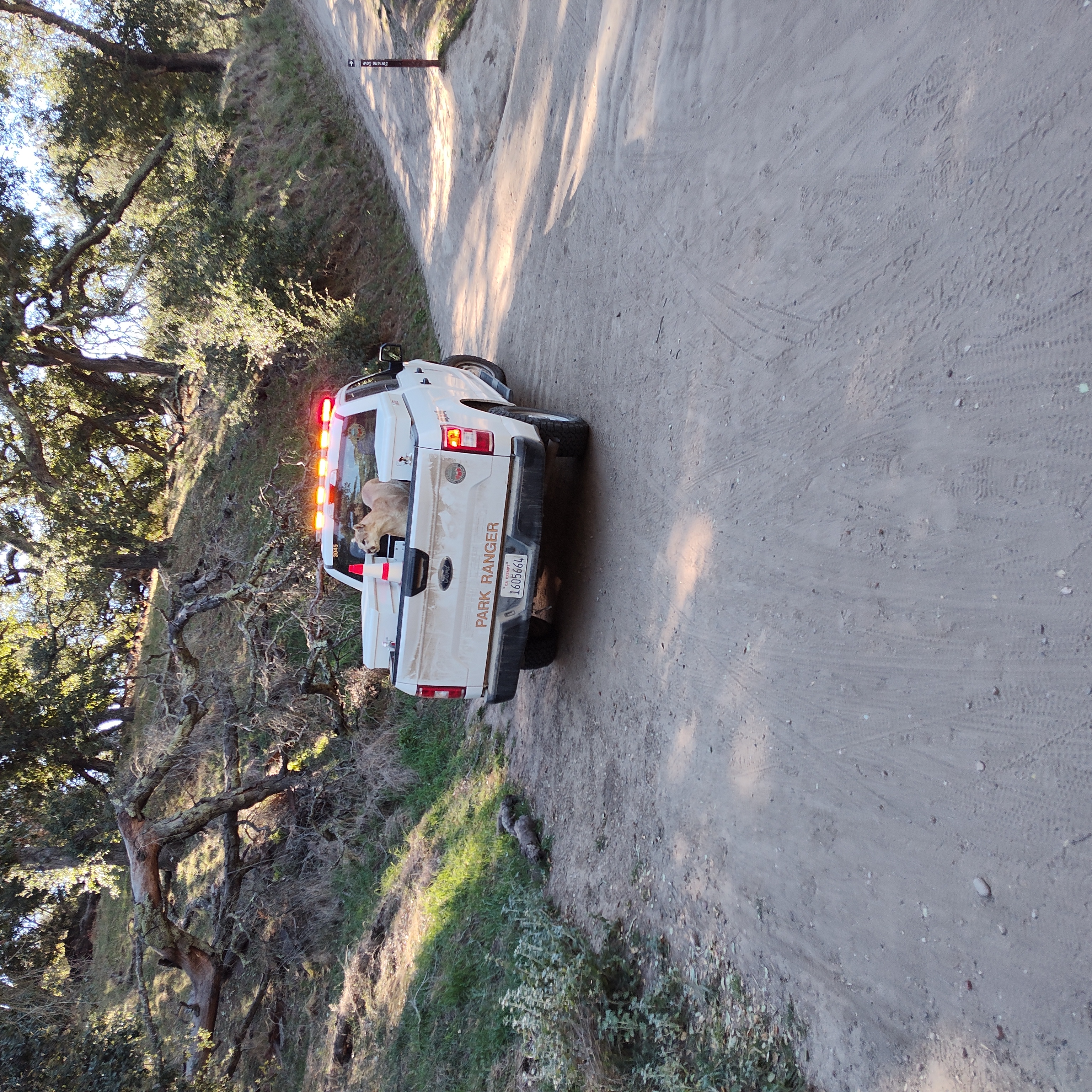 Mountain Lion in Whiting Wilderness Park