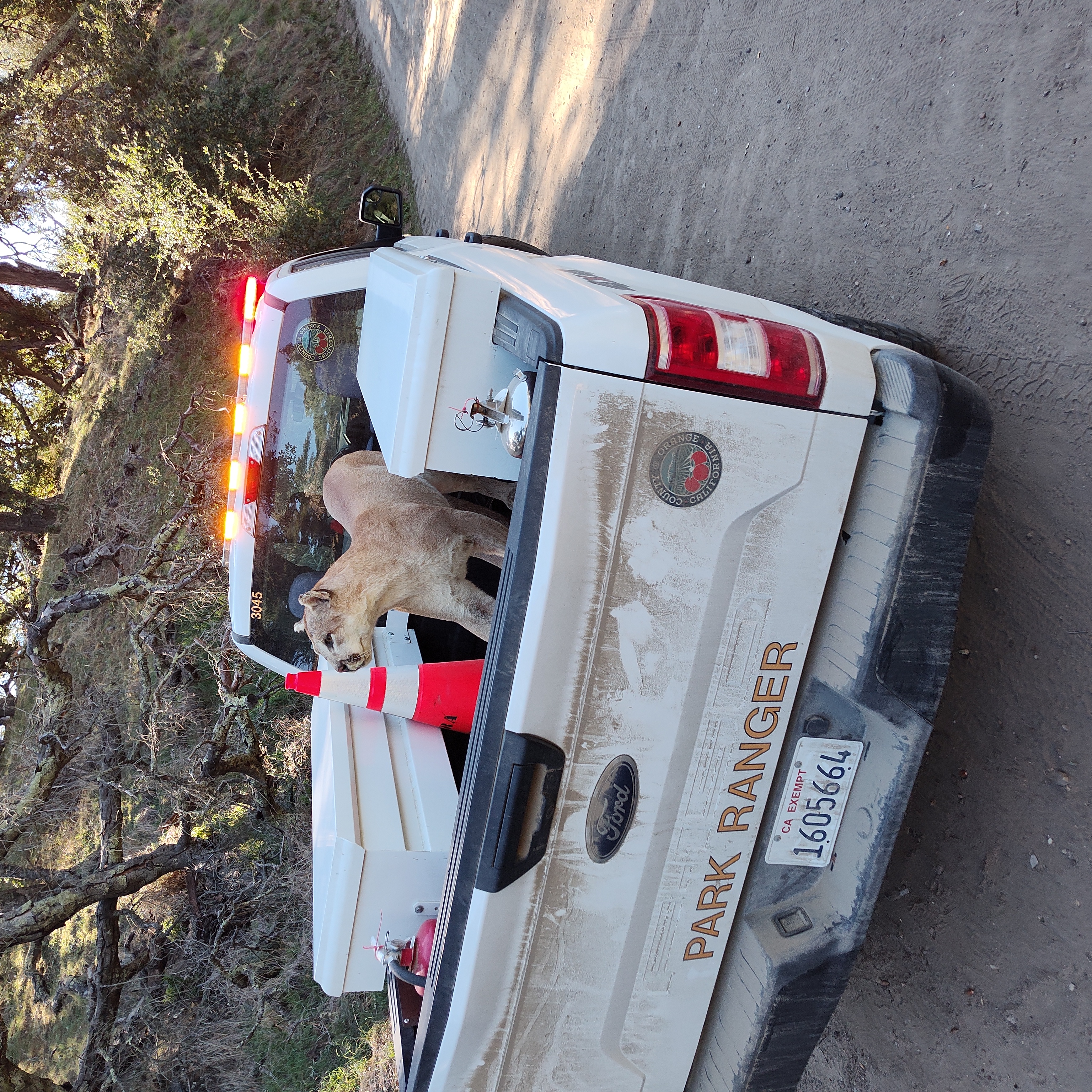 Mountain Lion in Whiting Wilderness Park